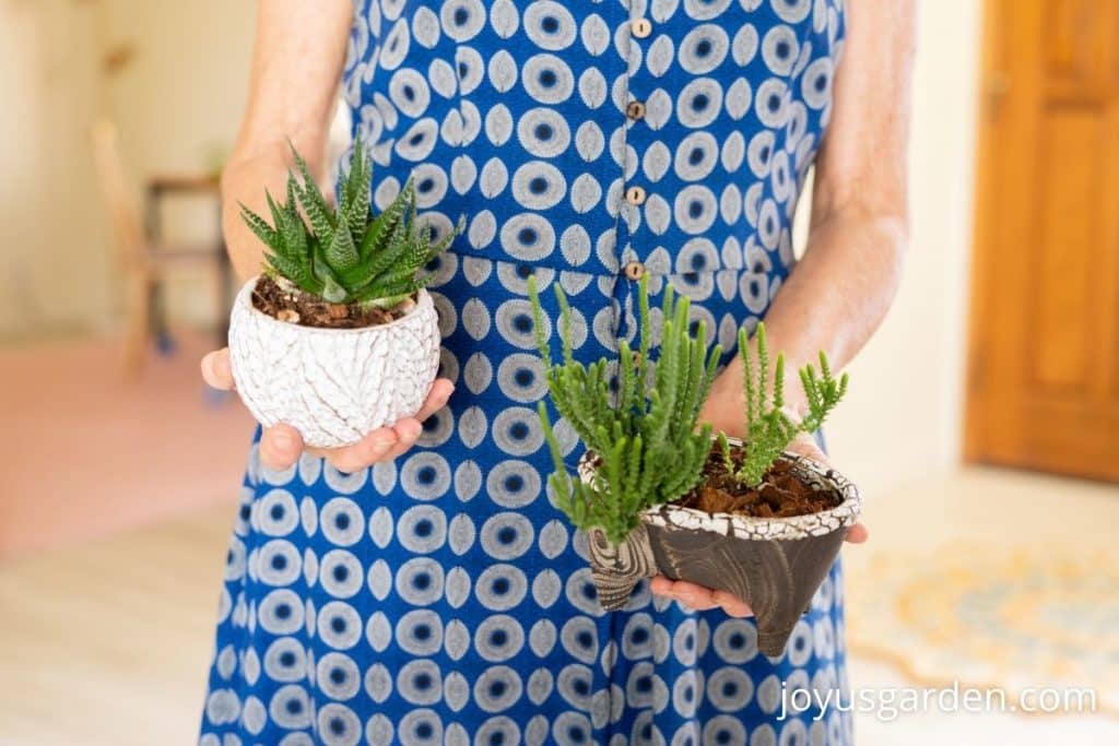 a woman in a blue dress holds 2 small succulent plants in 2 small pots