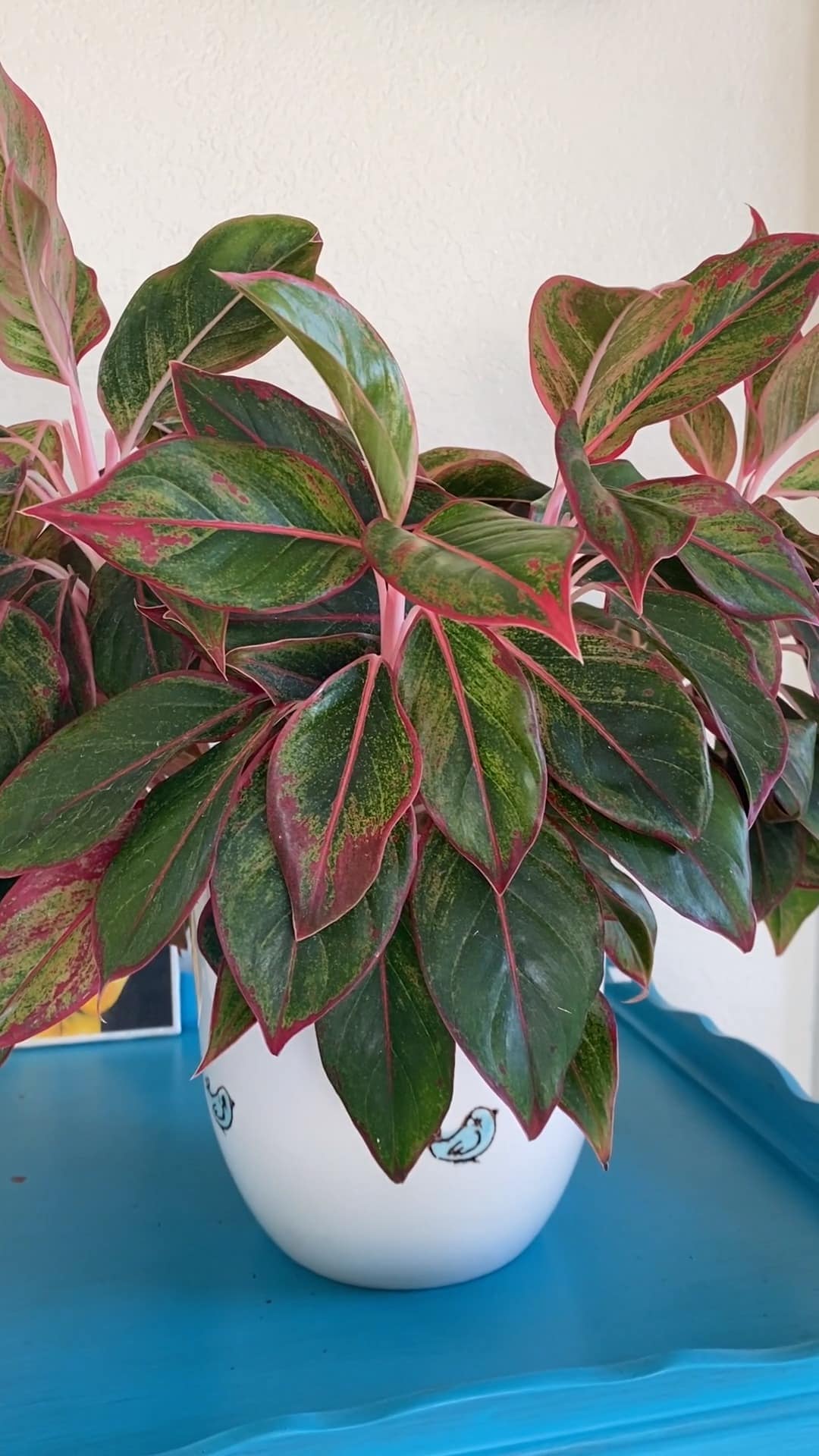 anthurium andraeanum black Anthurium andraeanum x 'Black Love'