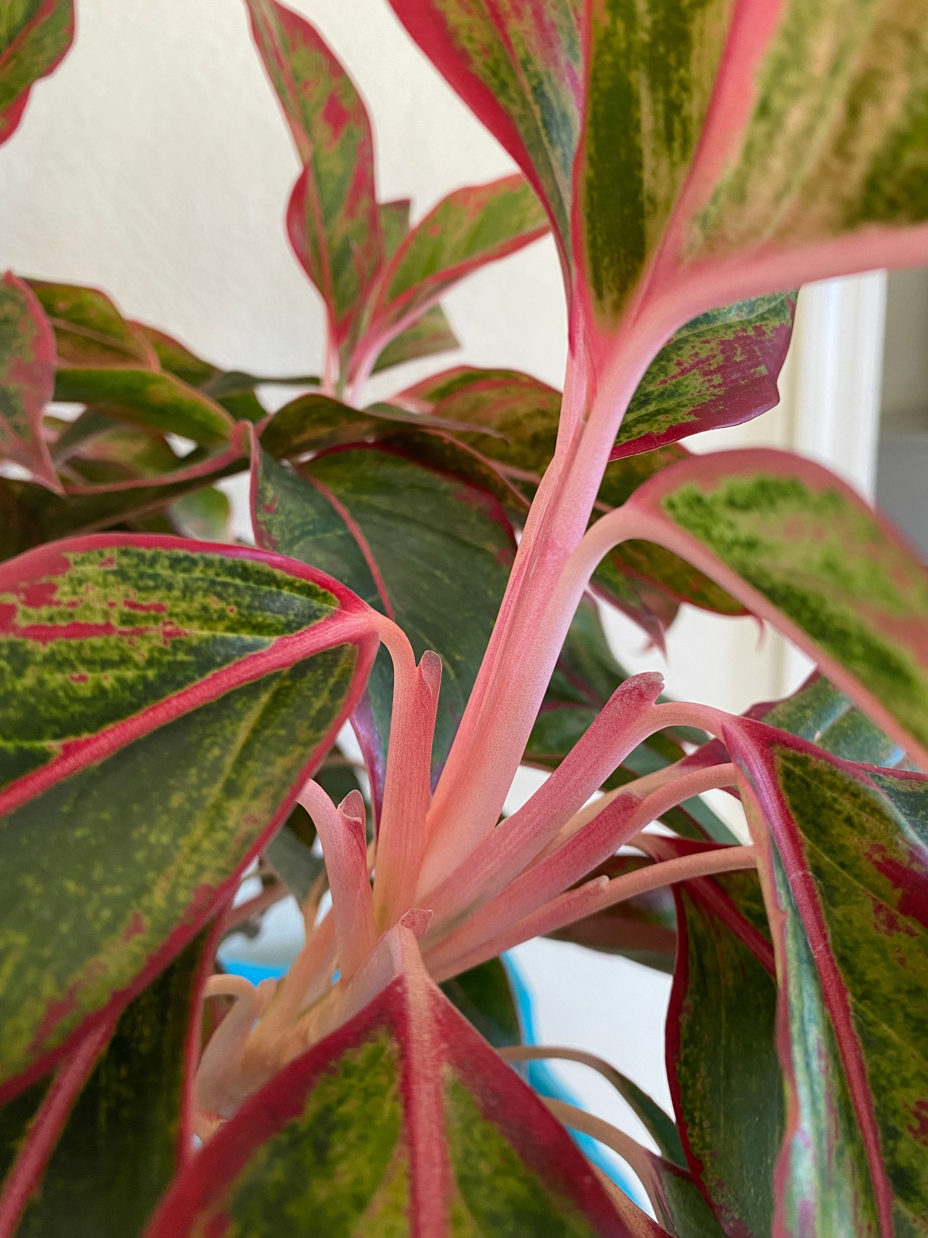 elephant ear plants for sale brisbane Native Elephant Ears Plant – Buy Now! – Ladybird Nursery main image 1