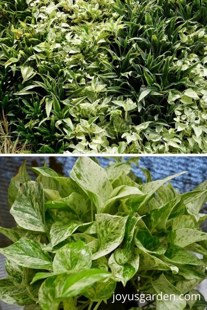 a collage of a living plant wall photo on the top & the close up of a marble queen pothos on the bottom