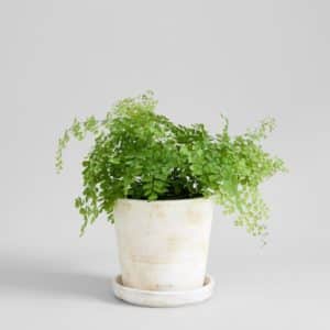 White terra cotta pot from bloomist with houseplant.