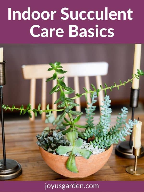 A succulent garden in a terra cotta bowl sits on a dining room table the text reads indoor succulent care basics.