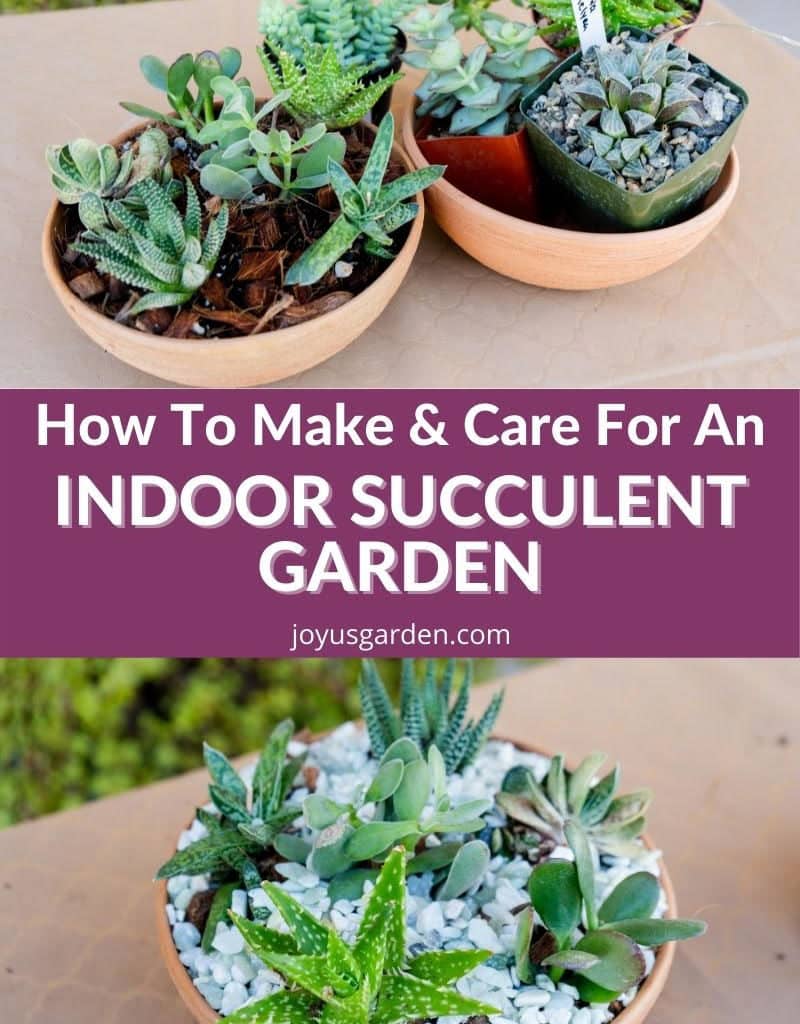 a collage of 2 succulent dish gardens on the top & 1 succulent dish garden on the bottom the text reads how to make & care for an indoor succulent garden