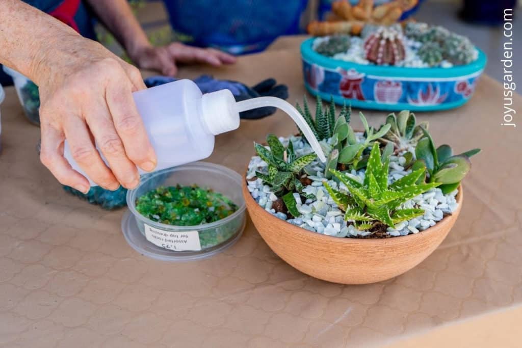 a succulent dish garden in a terra cotta bowl is being watered with a bottle with a long neck a cactus garden sits in the back ground