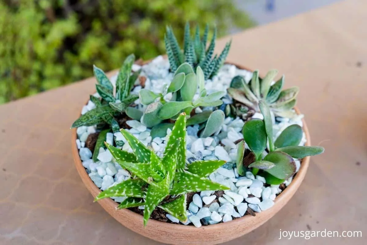 close up oof a succulent dish garden in a terra cotta bowl top dressed with light green decorative rock
