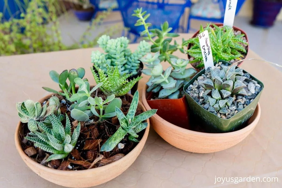 2 succulent dish gardens sit side by side 1 is planted & the other has the succulents laid out in grow pots
