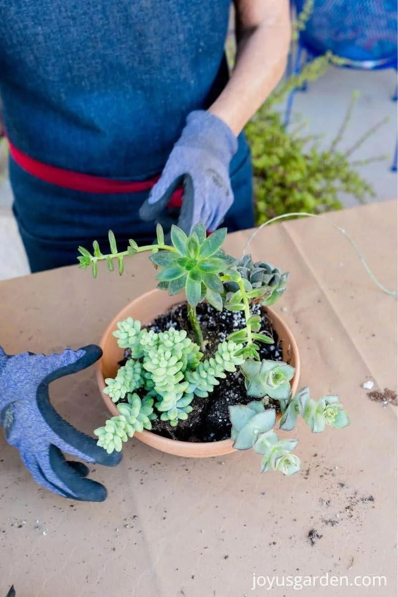 2 hands are arranging succulents to be planted in a terra cotta bowl