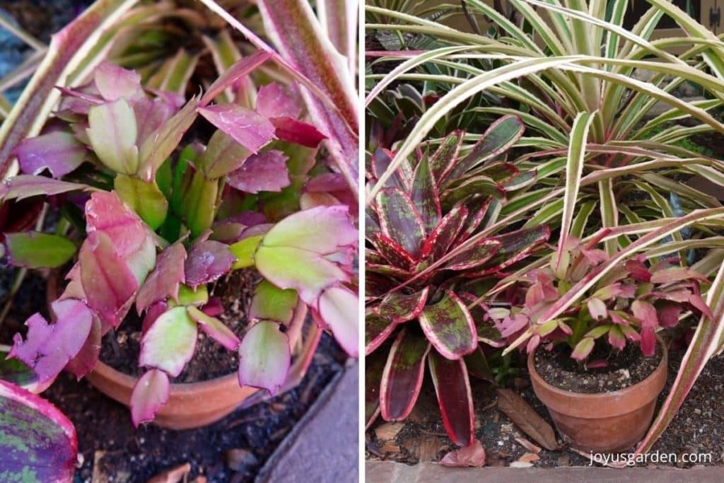 a collage with 2 images 1 is a small christmas cactus in a pot with reddish leaves & the other a christmas cactus in a pot growing in a garden with bromeliads