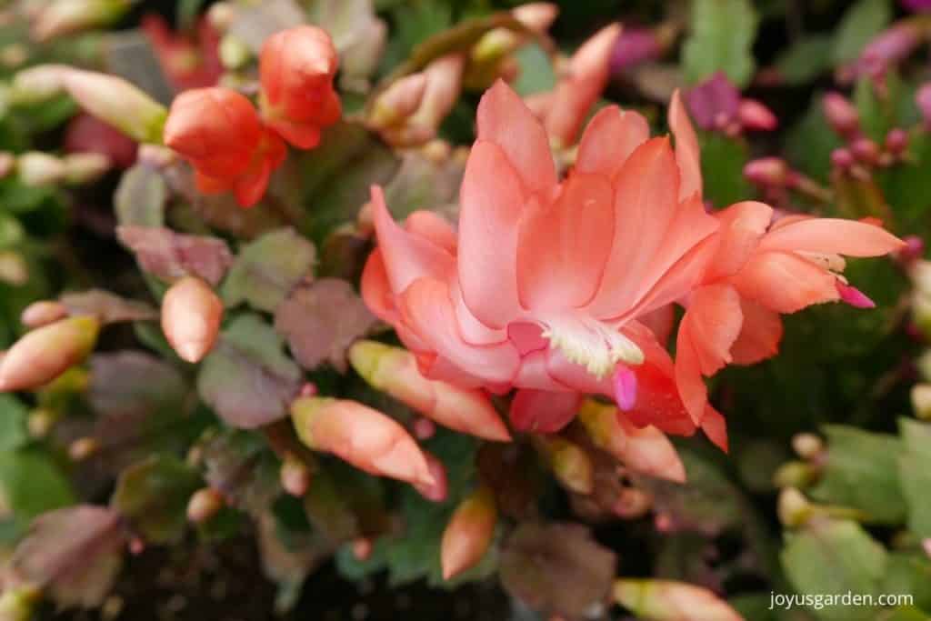 close up of peach/salmon colored christmas cactus flowers