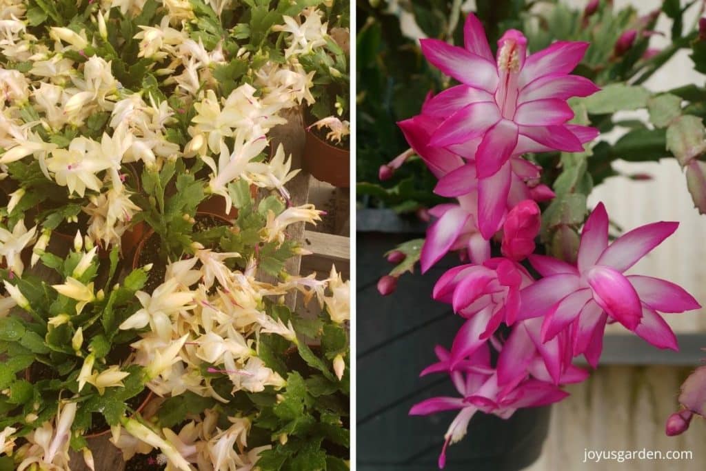 a collage with 2 images i is a close up of ivory colored christmas cactus flowers & the other bright pink christmas cactus flowers