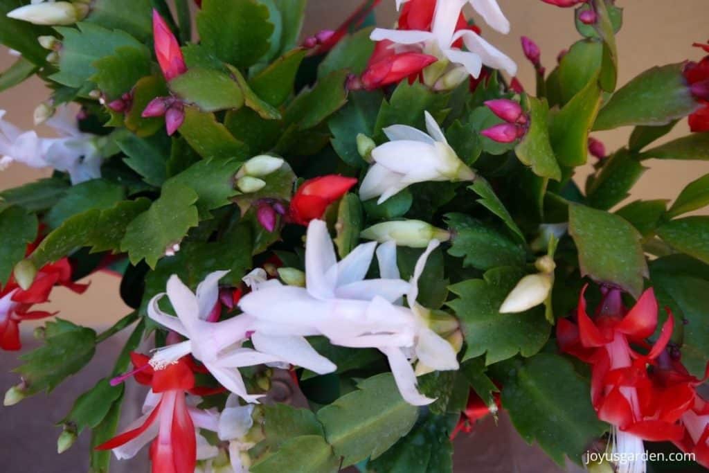 close up of red and white christmas cactus flowers