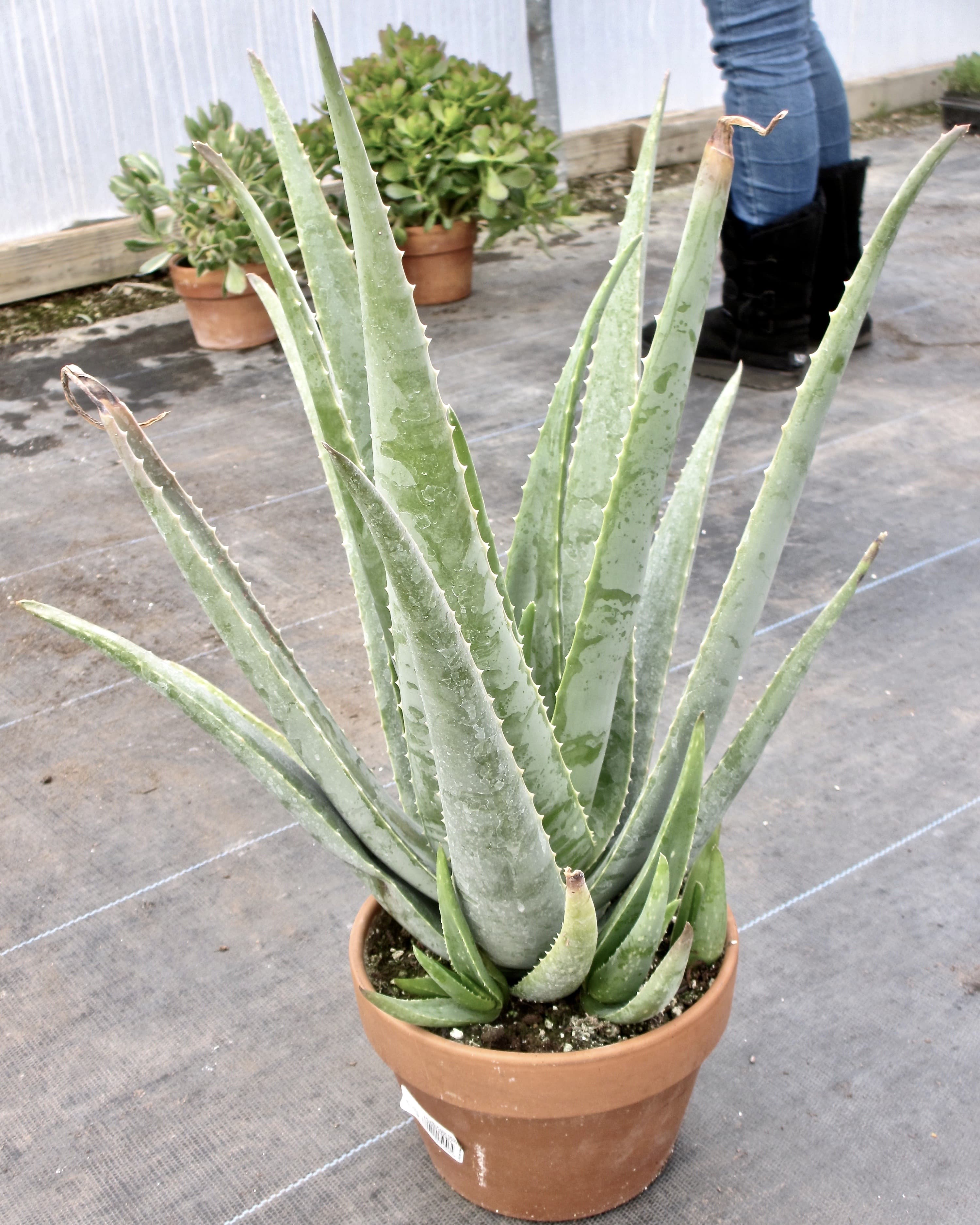 Aloe Vera Medicinal Aloe Gallon Pot