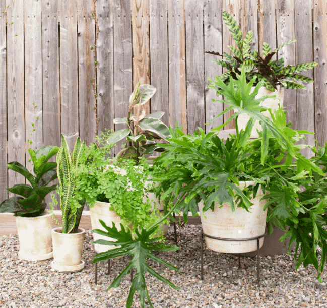 An assortment of different size terra cotta pots with a mix of plants potted inside from bloomist.