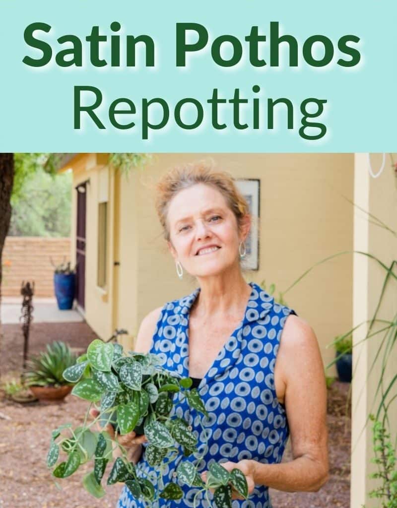 a woman holds a scindapsus pictus with trails the text reads satin pothos repotting