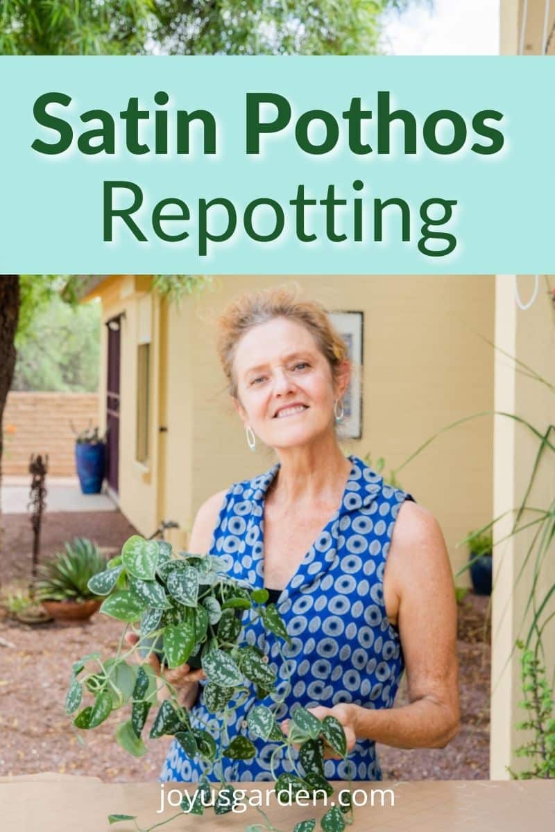a woman holds a scindapsus pictus with trails the text reads satin pothos repotting