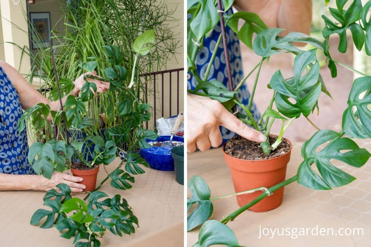 a collage with 2 photos showing a rhaphidophora terrasperrma houseplant with a long stem & new growth