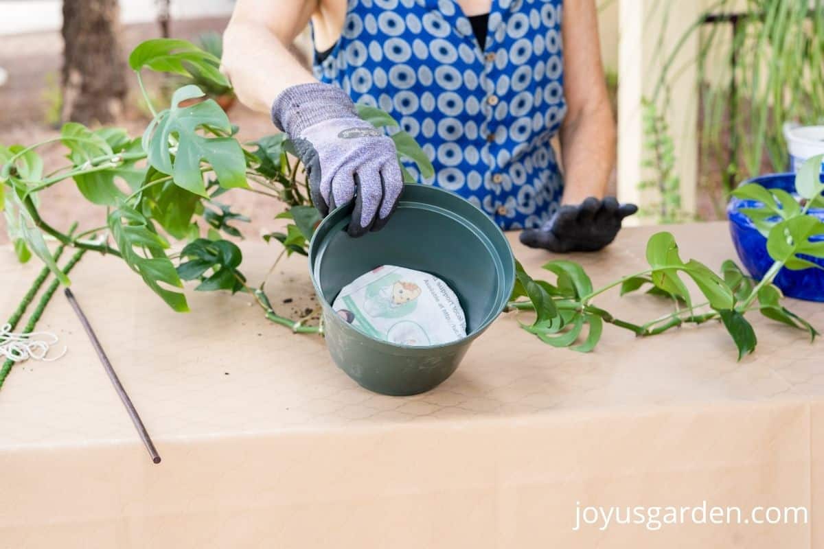 close up of a green grow pot with a circle of newspaper on the bottom of the pot