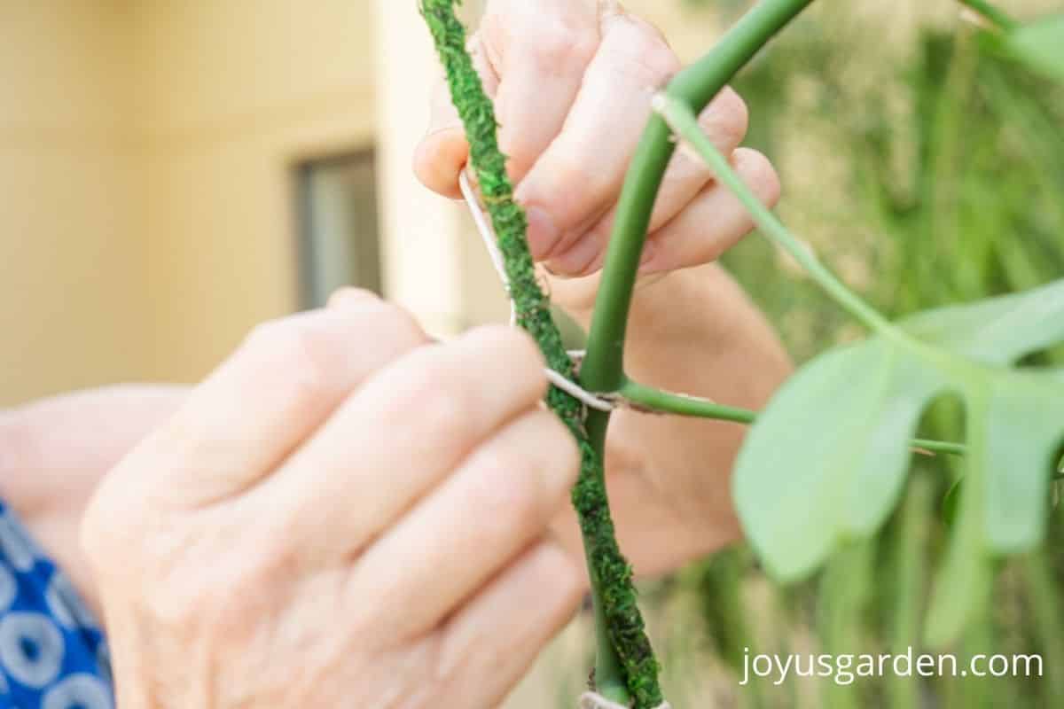 close of of the stem of a mini monstera stem being tied to a moss stake right below the root node