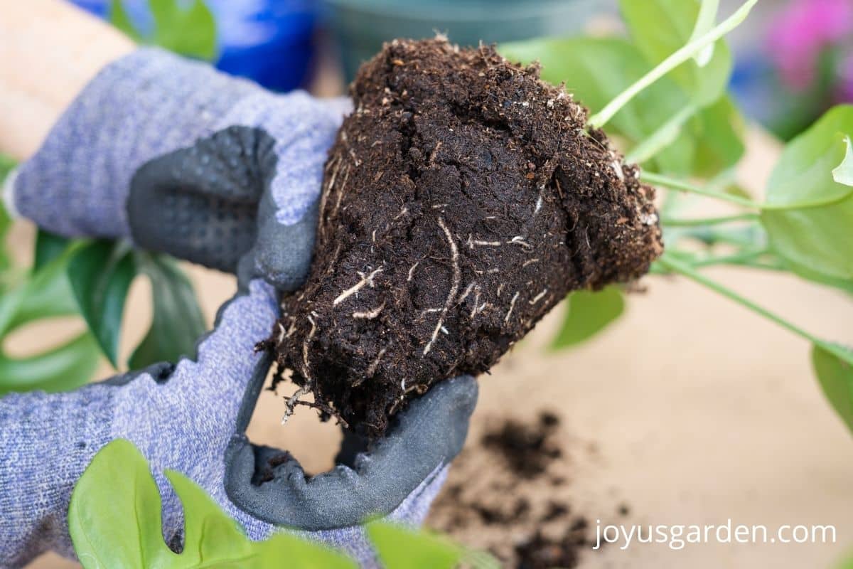 close of of the root ball of a 4" rhaphidophora tetrasperma aka monstera minima
