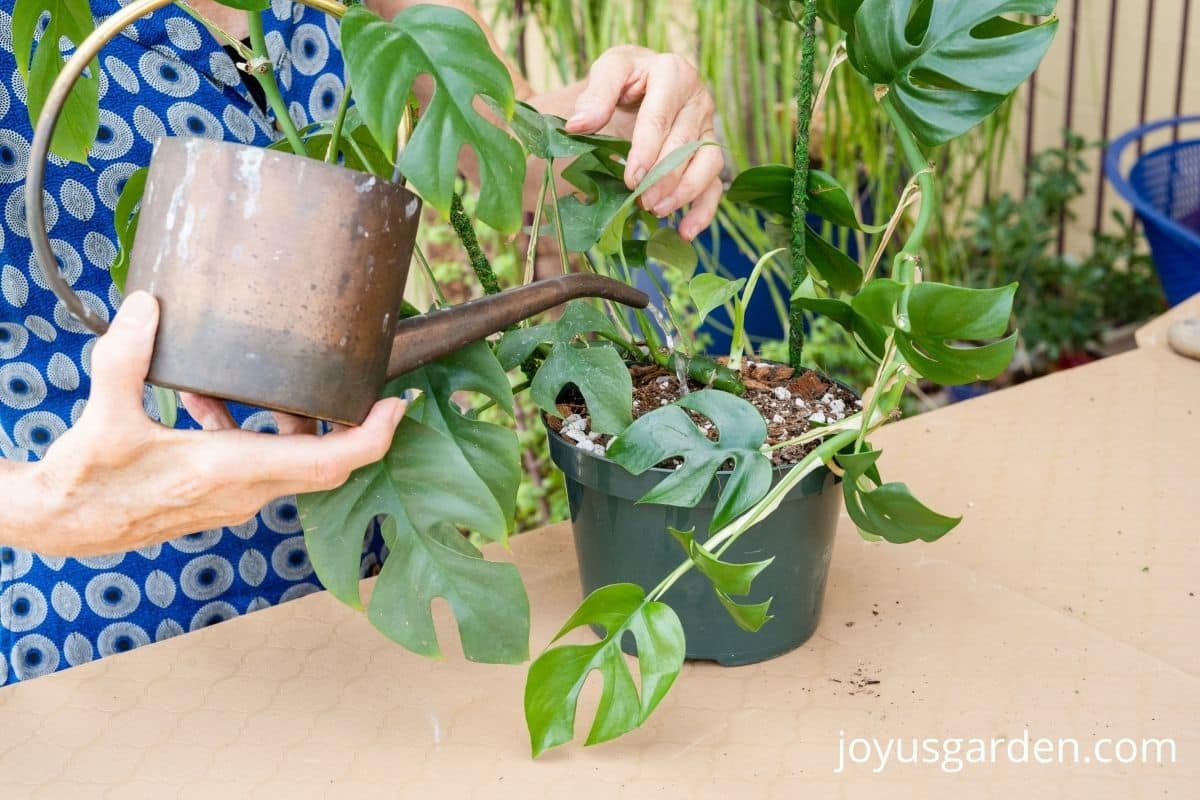 a copper watering can is watering a mini monstera houseplant