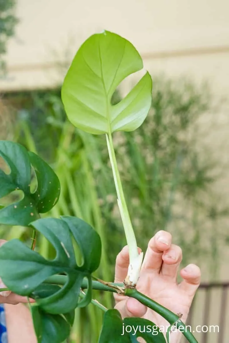 close up of new growth coming off a rhaphidophora stem