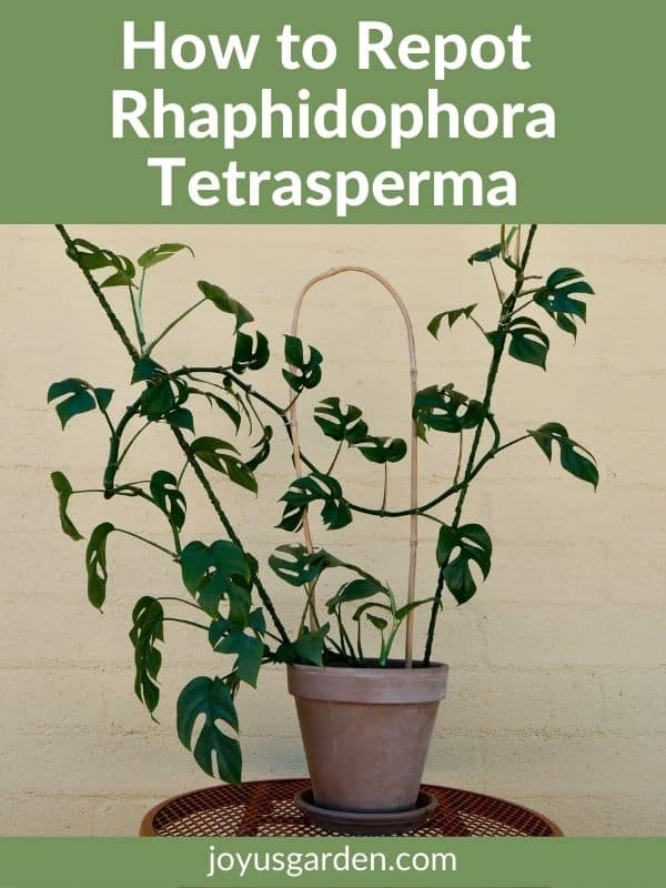 a rhaphidophora tetrasperma monstra minima plant grows on 2 stakes & a bamboo hoop the text reads how to repot rhaphidophora tetrasperma joyusgarden.com