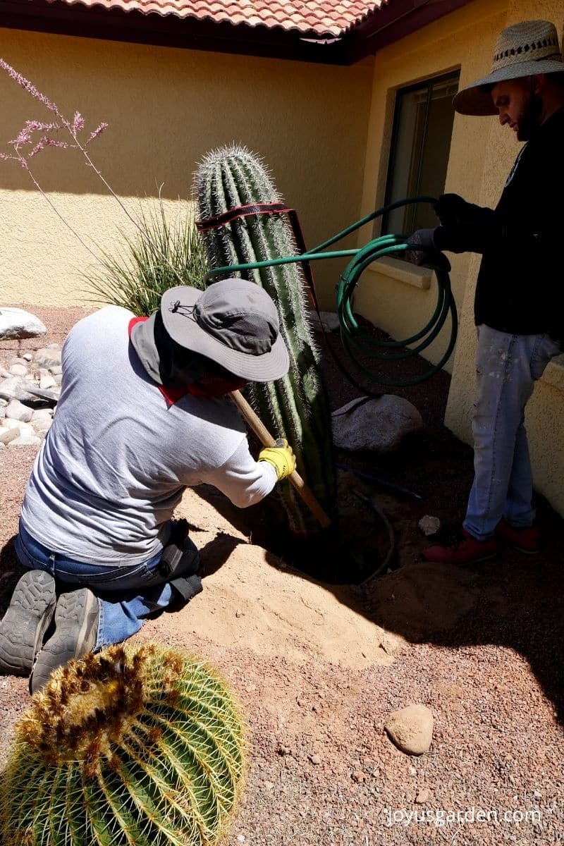 two men lifting a saguaro cactus with a hose