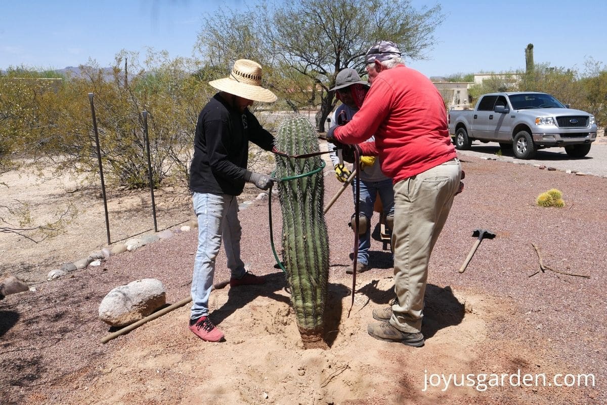three men planting a saguaro cactus