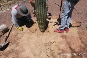 saguaro cactus being planted