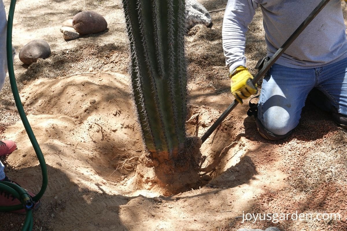 a saguaro cactus and a shovel