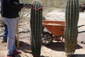 two saguaro cacti being planted