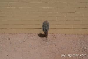 baby saguaro cactus