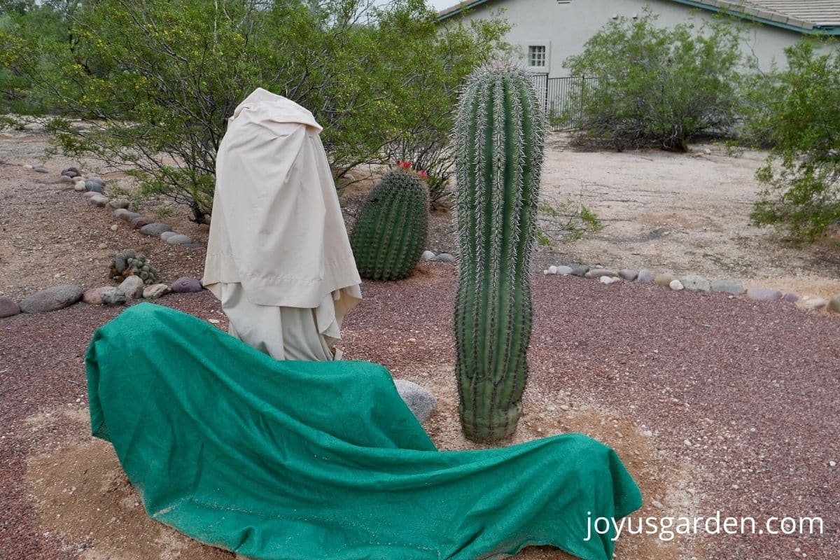 4 saguaro cacti under sheets and one cactus uncovered