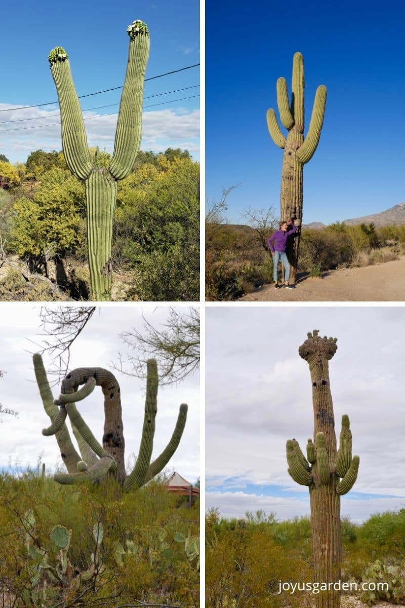 4 different mature saguaro cacti