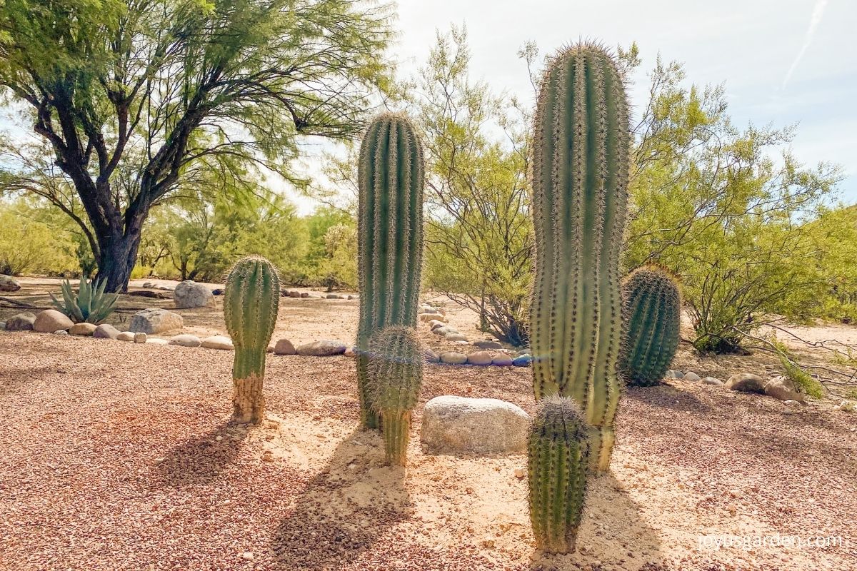 5 saguaro cacti