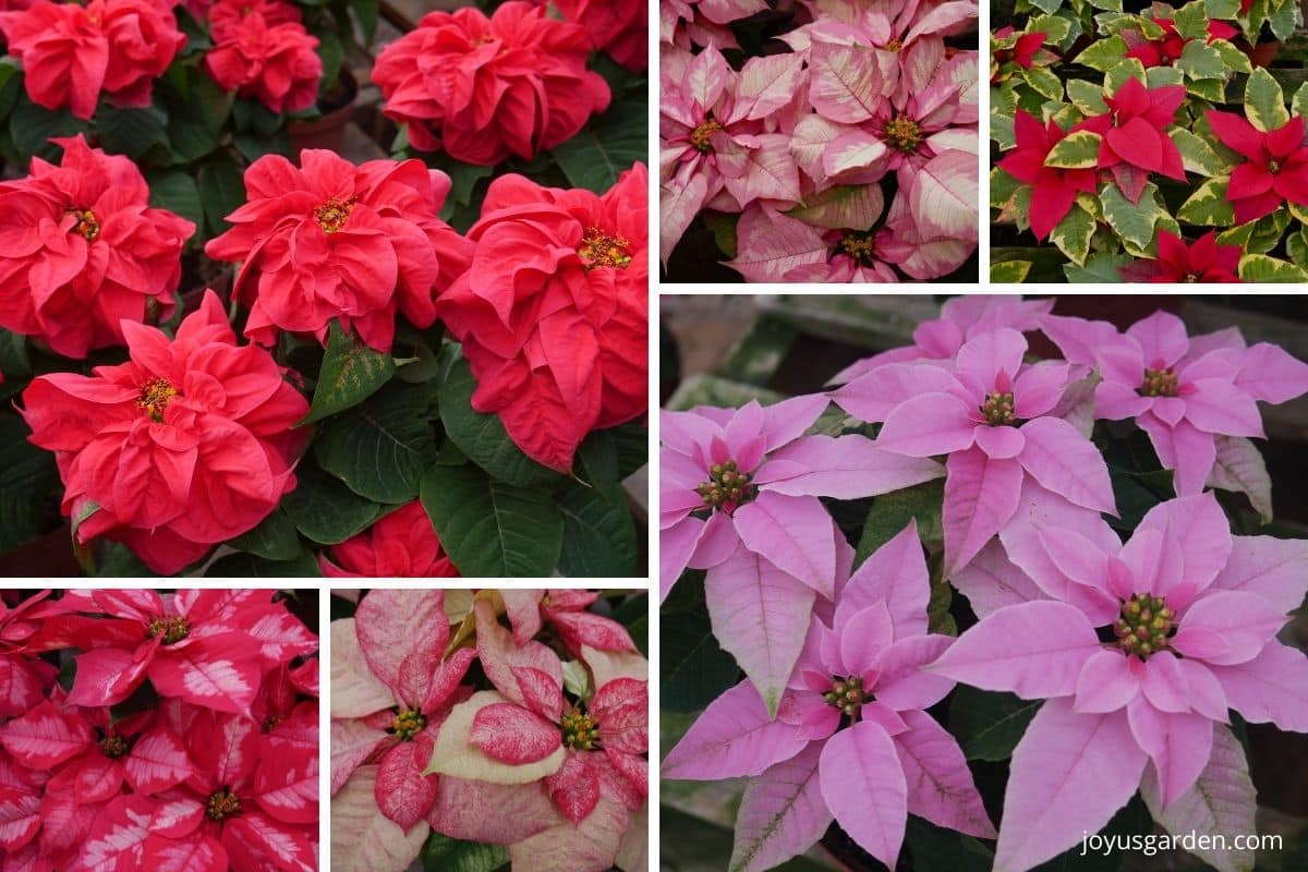 collage of variety of poinsettias in white, white and red