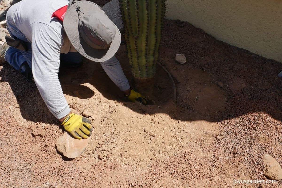 man digging out small saguaro cactus by hand