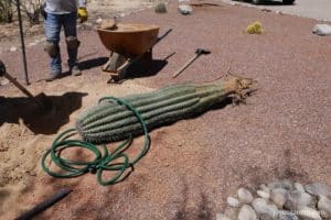 saguaro cactus laying on the ground