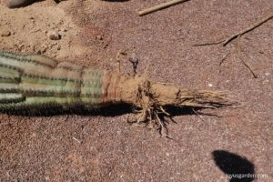 saguaro cactus roots