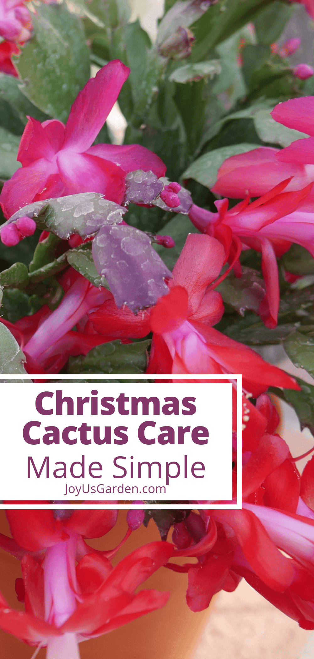 Christmas Cactus Care How To Grow This LongLasting Succulent