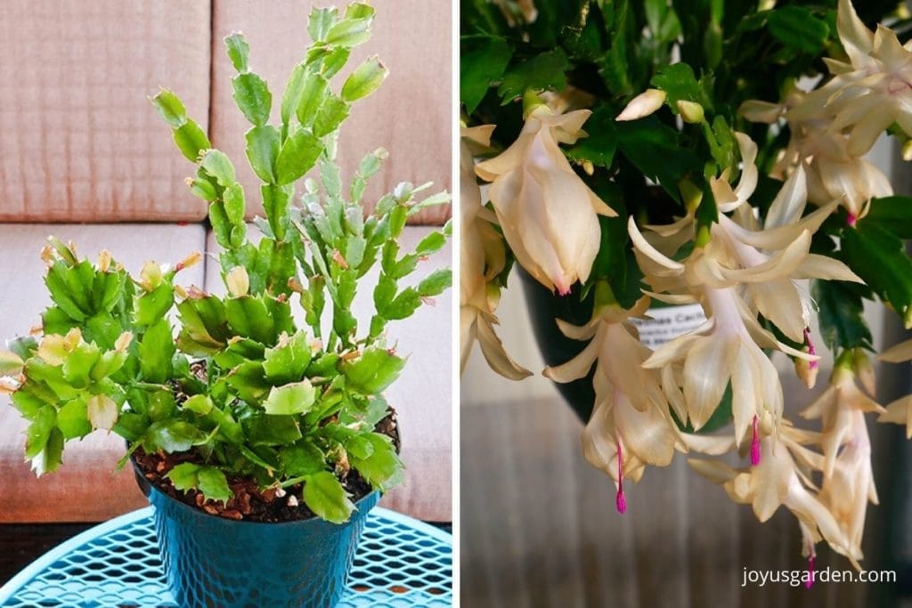 a collage of 2 christmas cacti 1 is a green plant without flowers & the other has yellow flowers