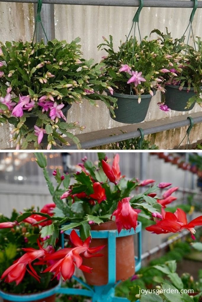 a collage of christmas cactus in a greenhouse 3 in hanging pots have violet flowers & 1 in a clay pot is bright red