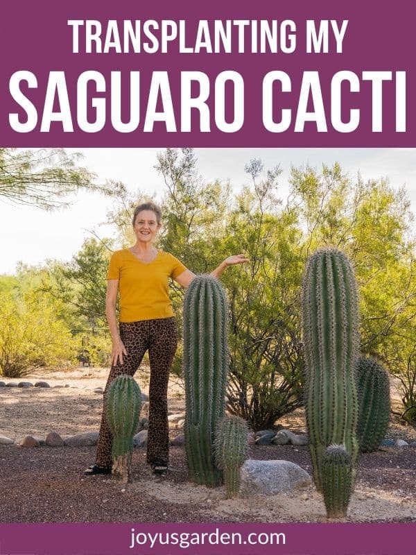 a woman stands next to 5 small to medium saguaro cacti in tucson az the text reads transplanting my saguaro cacti