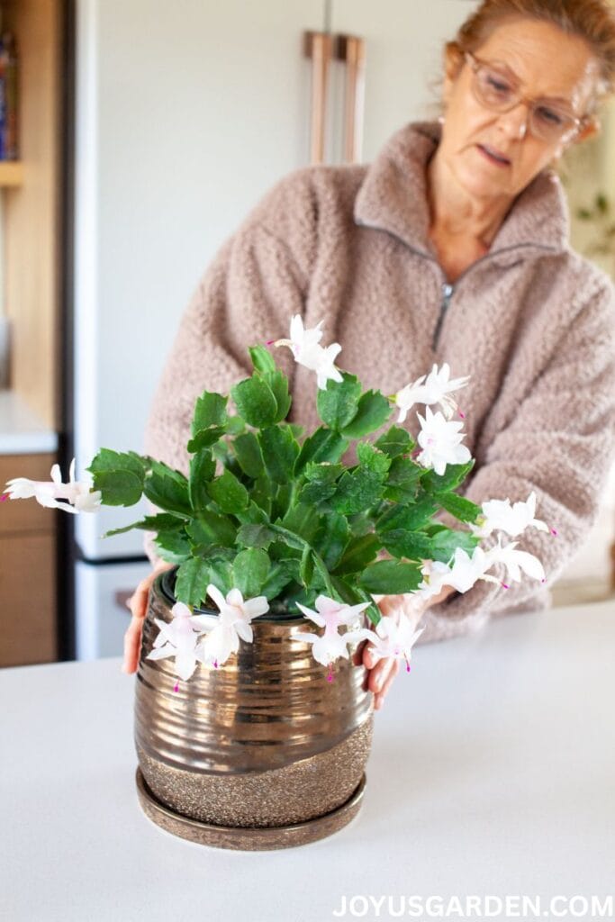 A woman holds a christmas cactus with white flowers in a metallic bronze pot.