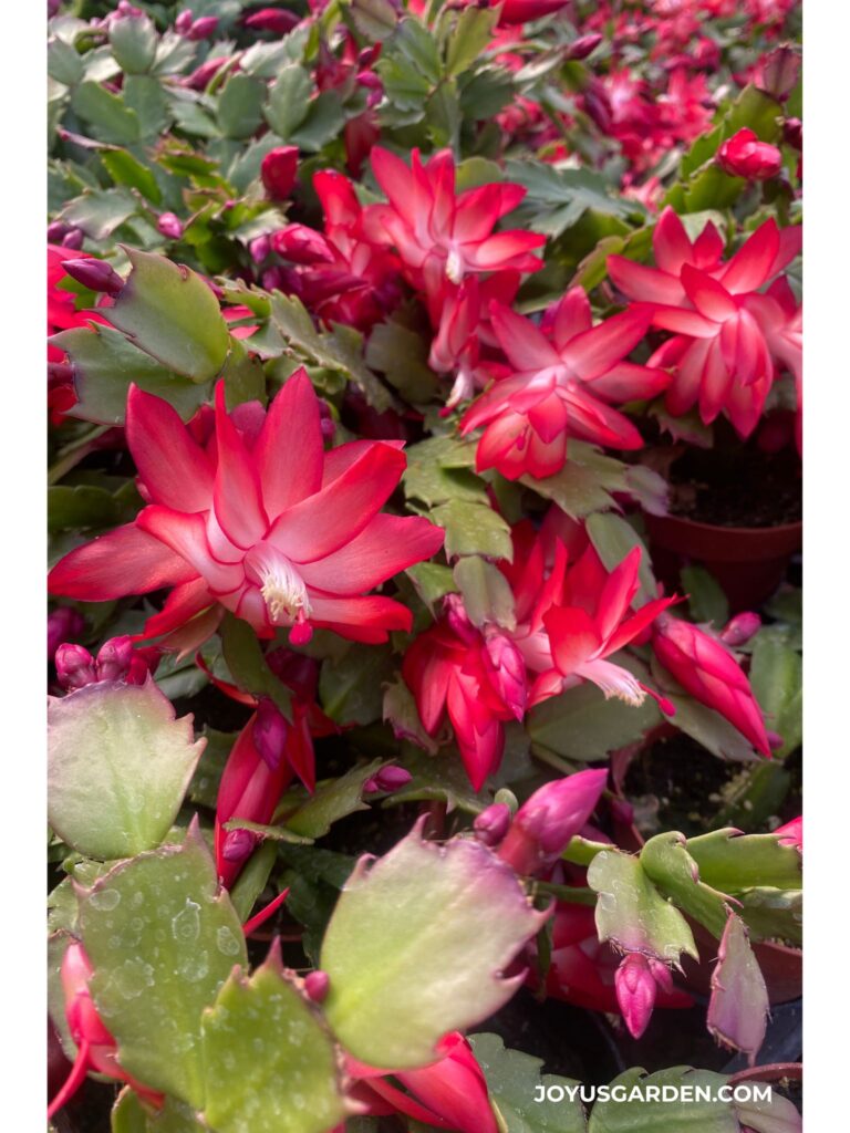 Close up of christmas cacti with vivid red flowers & buds growing in a greenhouse.