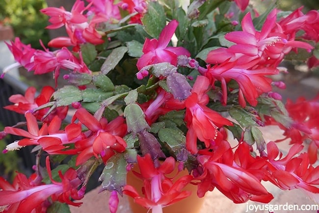 close up of a christmas cactus with red flowers in full bloom