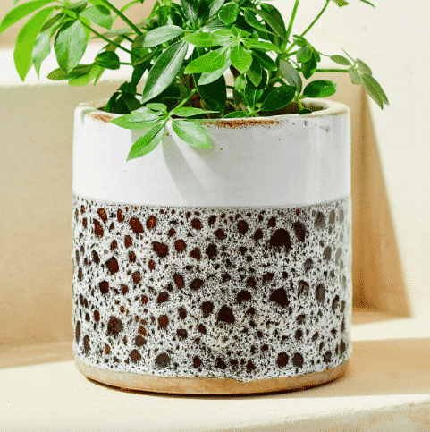 speckled terracotta planter with green plant inside for sale at CB2