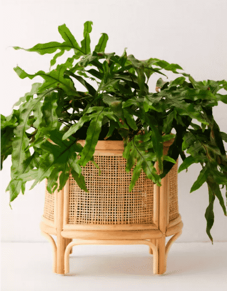 rattan planter with legs and green plant inside for sale at urban outfitters