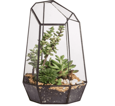 terrarium with succulents and rocks inside for sale at amazon