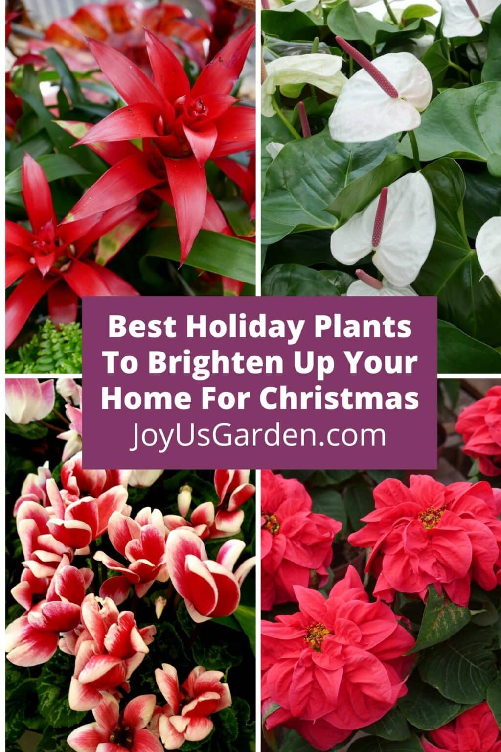 12 Best Holiday Plants to Brighten Up Your Home for Christmas (2024)